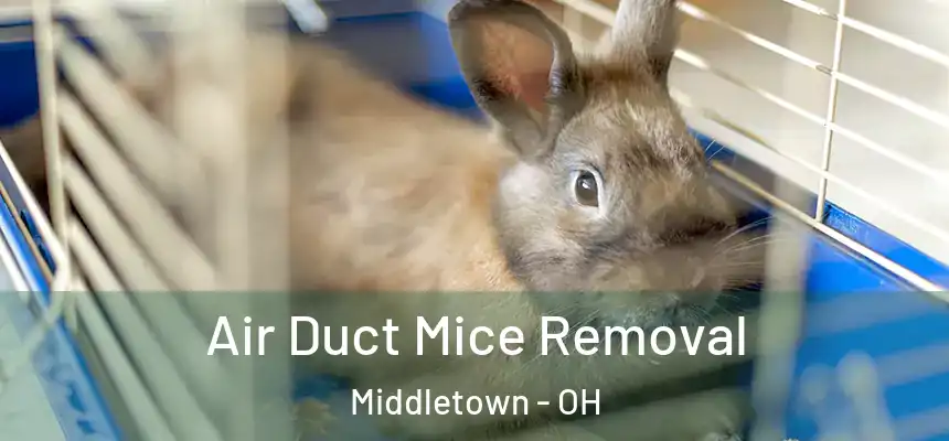 Air Duct Mice Removal Middletown - OH